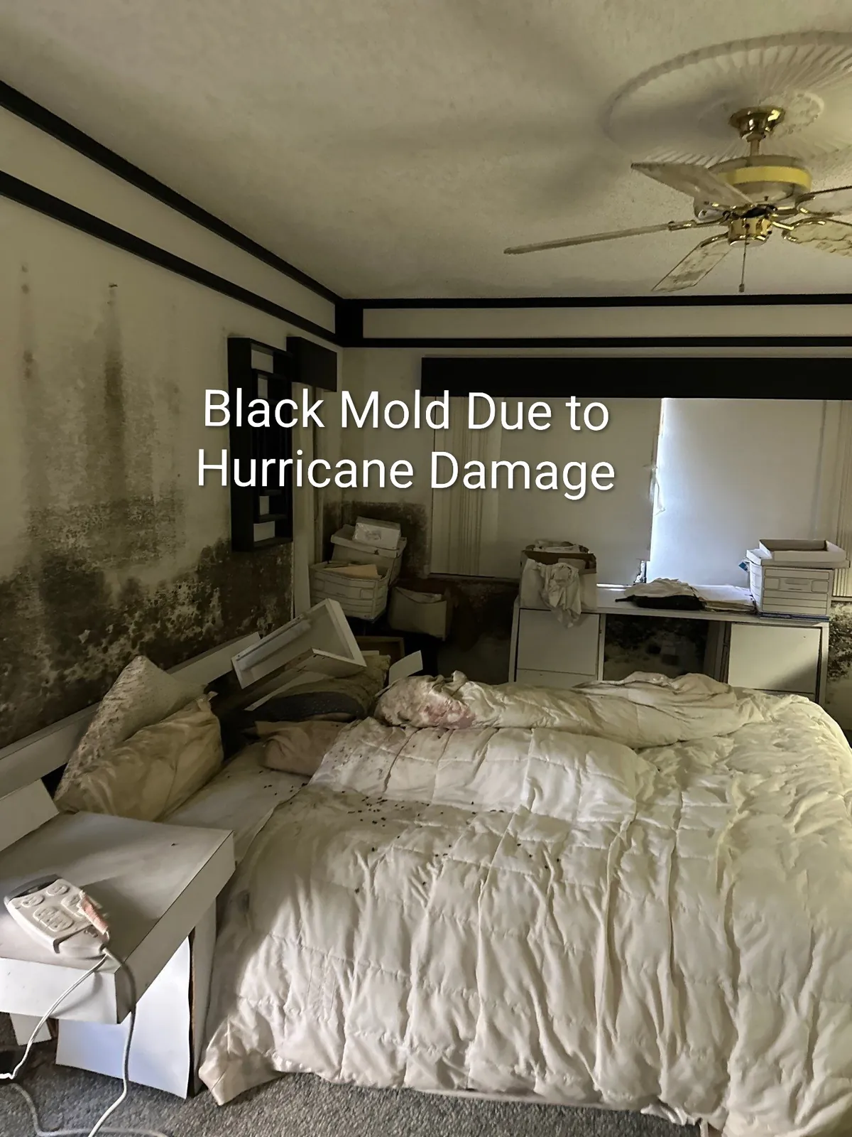 Bedroom walls with dark mold growth